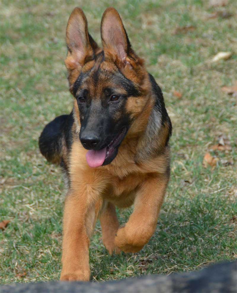 Harley, Fille du berger allemand #1 Au monde, VA1 Ober von bad Boll Champion du Monde 2010