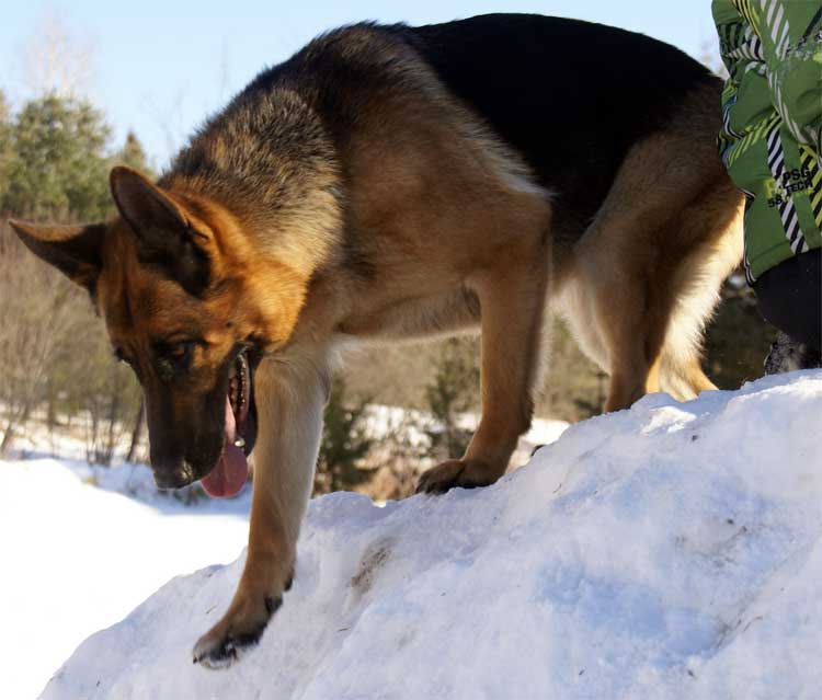 Kenya Hivers 2011 - Chiots Berger allemand a venir de Kenya