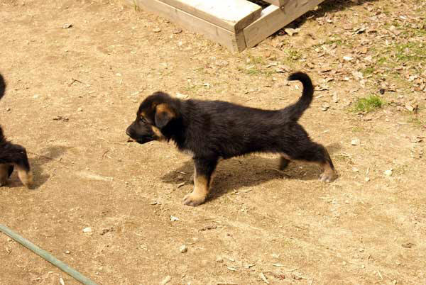 Chiots berger allemand15 Avril 