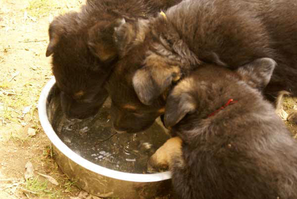 Chiots berger allemand 15 Avril 