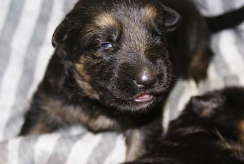 Chiots Lady 19 Mars 2010 - 4 Femelles 3 males berger allemand a vendre