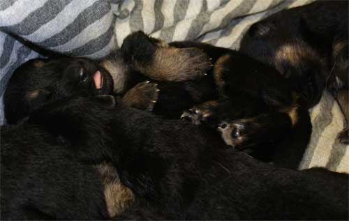 Chiots Lady 19 Mars 2010 - 4 Femelles 3 males berger allemand a vendre