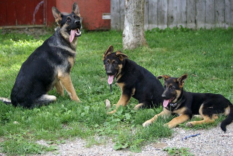 Lady, Big Le Terrible Vom Cuenin et Roxy Vom Cuenin