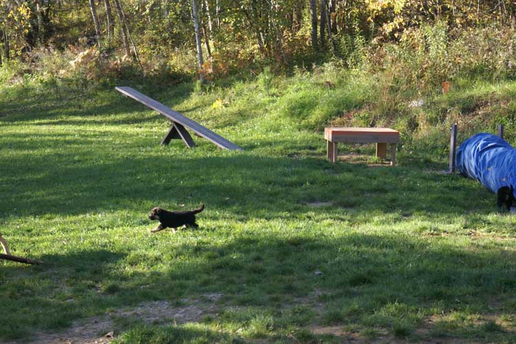 Chiots berger allemand - Sortie du 3 octobre 2010