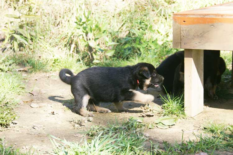 Chiots Lady Octobre 2010