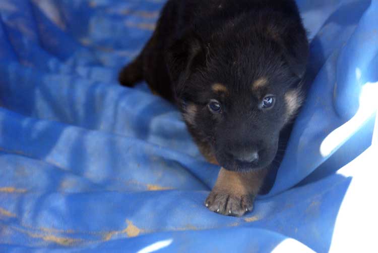 Chiots Lady Octobre 2010