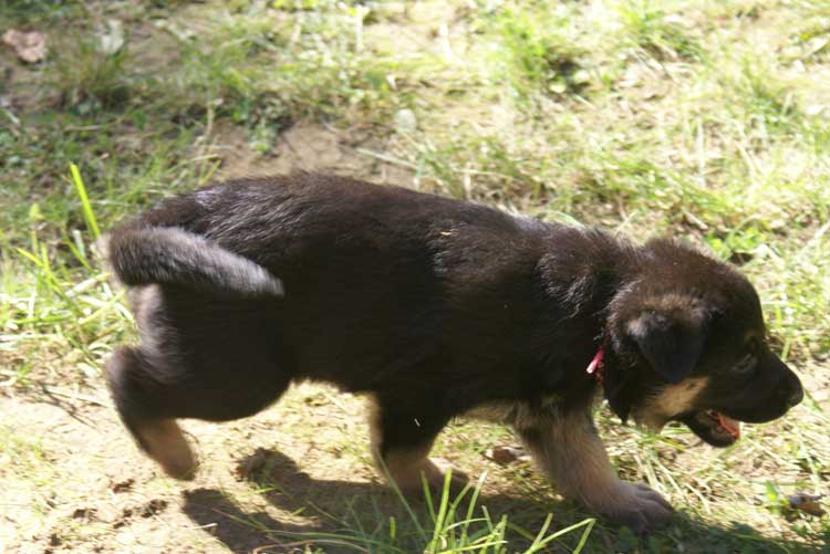 Chiots Lady Octobre 2010