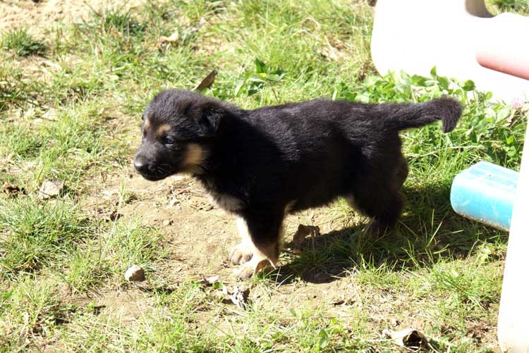 Chiots Lady Octobre 2010