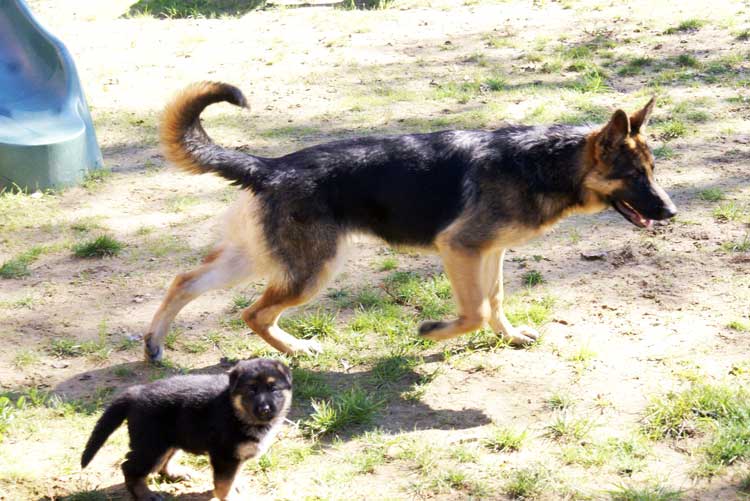 Roxy soeur des chiots berger allemand, elle a 6 mois - Chiots Berger Allemand - Eleveur de passion de lignées de Champion 