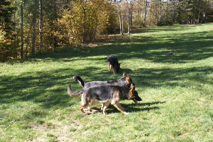 Chiots Lady Octobre 2010