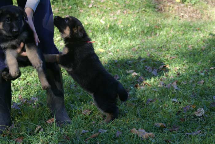 Chiots Berger Allemand 9 Octobre 2010 - German shepherd