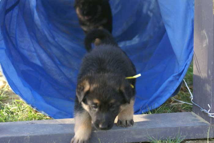 Chiots Berger Allemand 9 Octobre 2010 - German shepherd