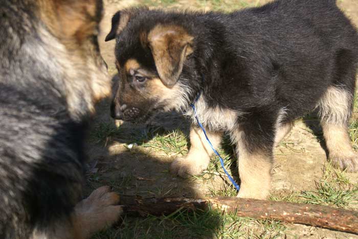 Chiot berger Allemand  "Flic" 22 et 23 Octobre 2010