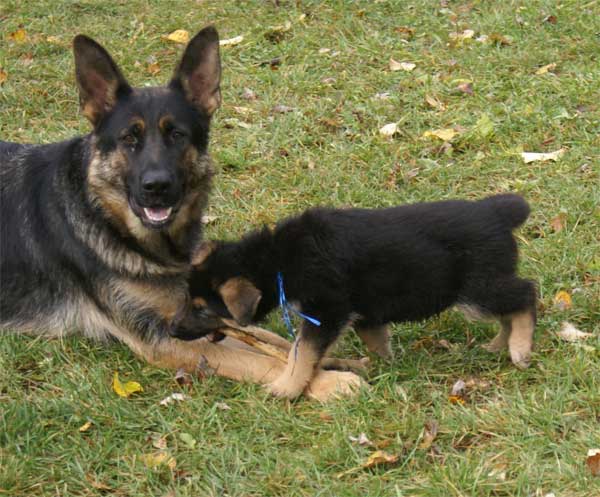 Dressage Chiot Berger Allemand Pdf: full version free Dressage Chiot Berger Allemand Pdf: full version free