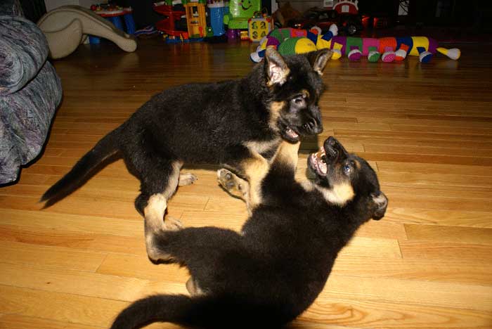 Chiots 29 Oct 2010 - Berger Allemand de GRande Lignée