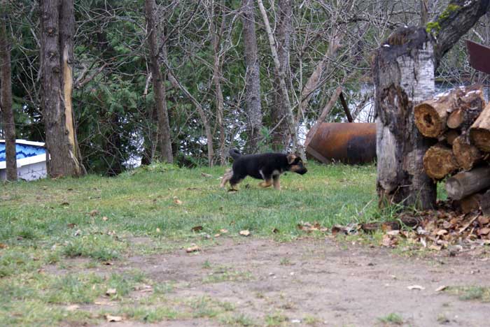 Chiot berger allemand 31 octobre 2010 - Presque 2 mois de vie