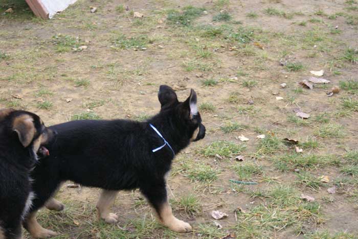 Chiot berger allemand 31 octobre 2010 - Presque 2 mois de vie