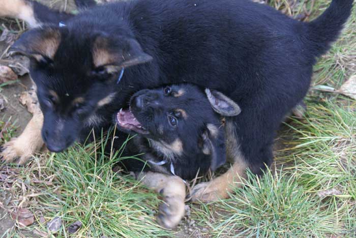 Chiot berger allemand 31 octobre 2010 - Presque 2 mois de vie