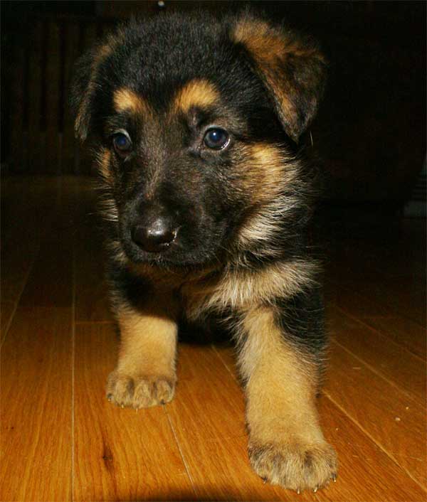 Chiot berger allemand - German shepherd