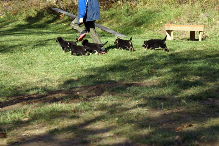 Chiots Berger Allemand - Eleveur de passion de lignées de Champion