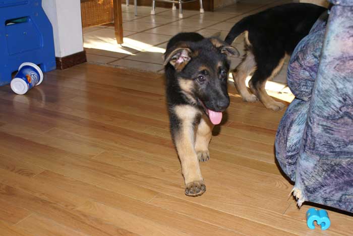 Les 2 petits derniers chiots femelles qui sont encore avec nous 