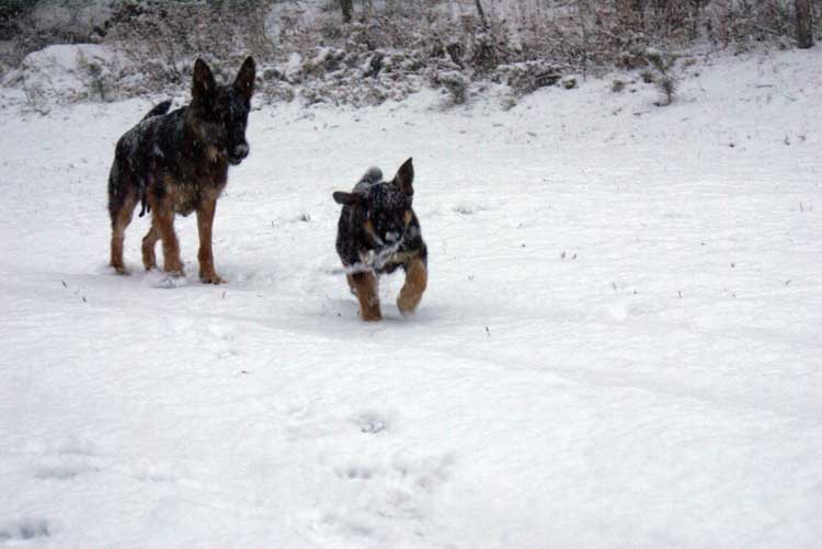 Chiot femelle berger allemand et maman !