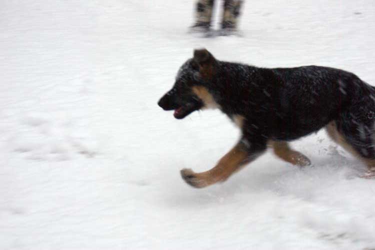 Chiot femelle berger allemand et maman !