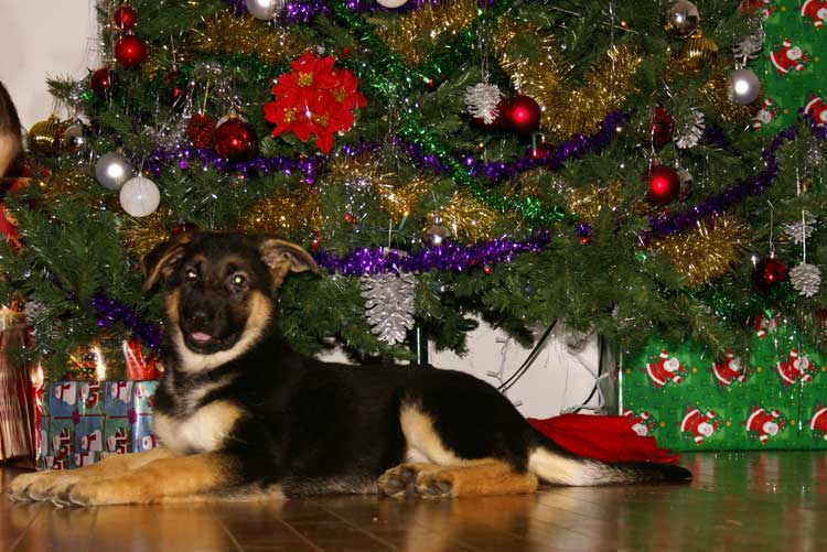 Staffel, chiot femelle berger allemand et le sapin de noel