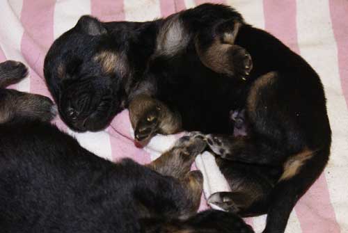 Chiots berger allemand chiots de Lady - 4 Femelles 3 males a vendre