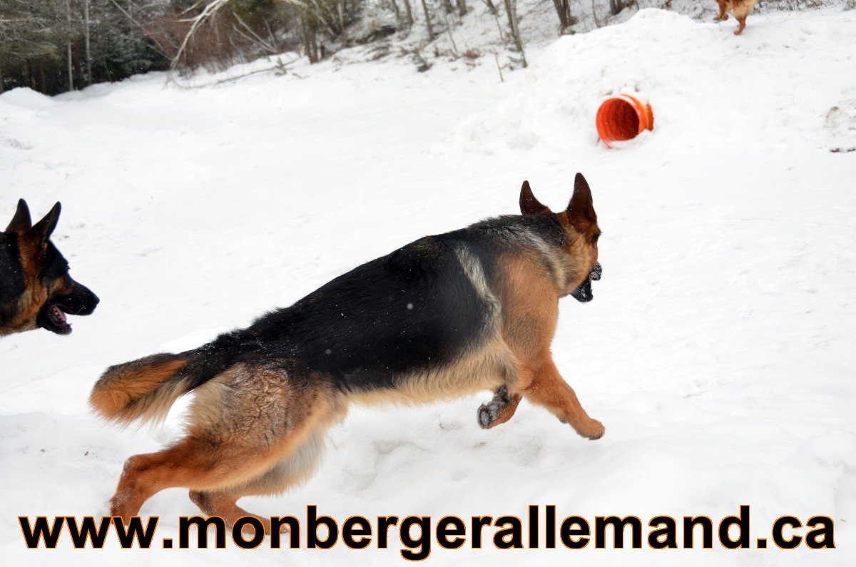 Baru Berger allemand Male - Hivers 2012