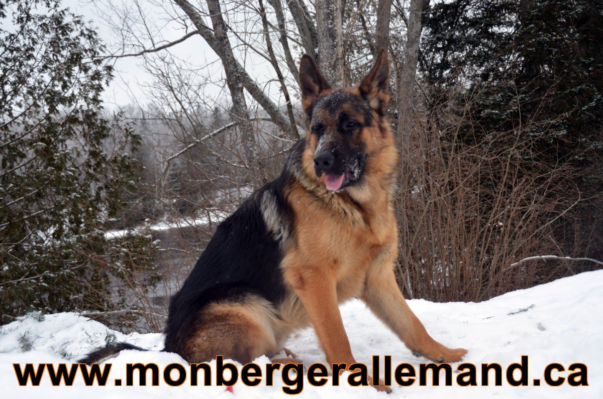 Baru Berger allemand Male - Hivers 2012