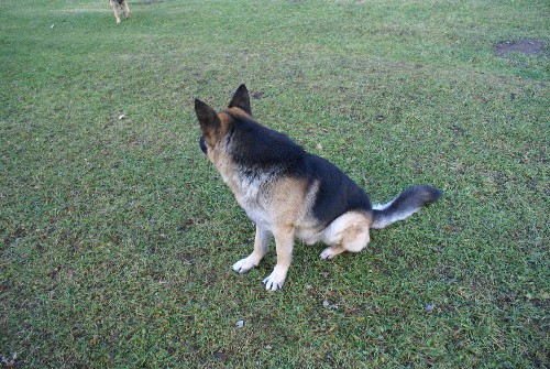 Capone Von D'andico Berger Allemand Pure race De lignee