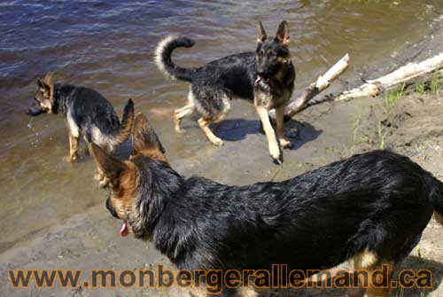 Lady et ses chiots A la baignade