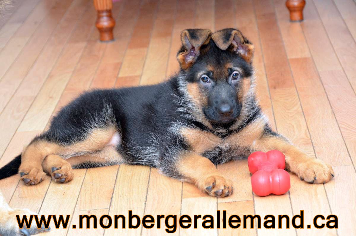 Harley, Fille du berger allemand #1 Au monde, VA1 Ober von bad Boll Champion du Monde 2010