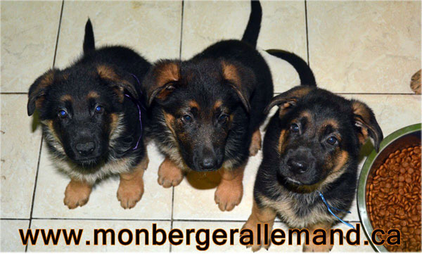 Chiots berger allemand a Lady - 8 semaines de vie.