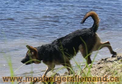 Roxy Berger allemand femelle 6 mois