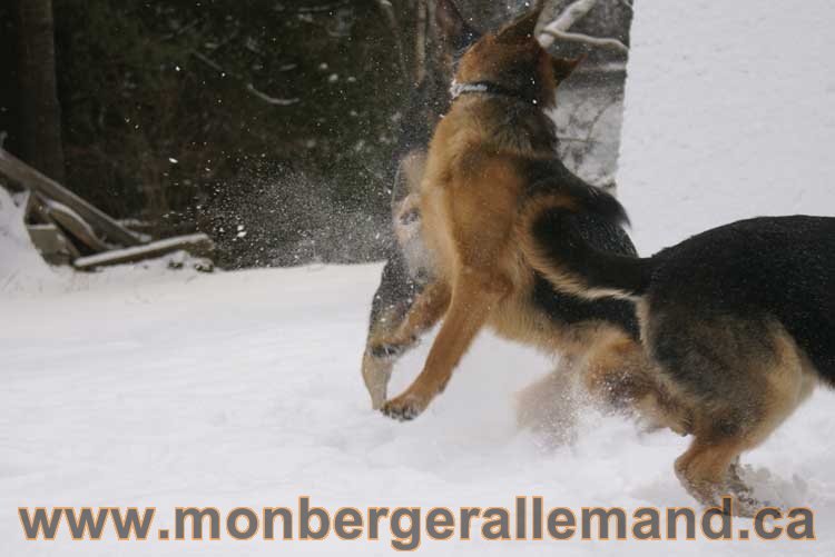 Nos Berger Allemand - 27 Novembre 2010 Première neige !