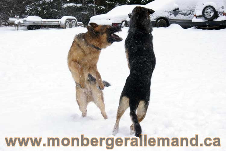 Nos Berger Allemand - 27 Novembre 2010 Première neige !