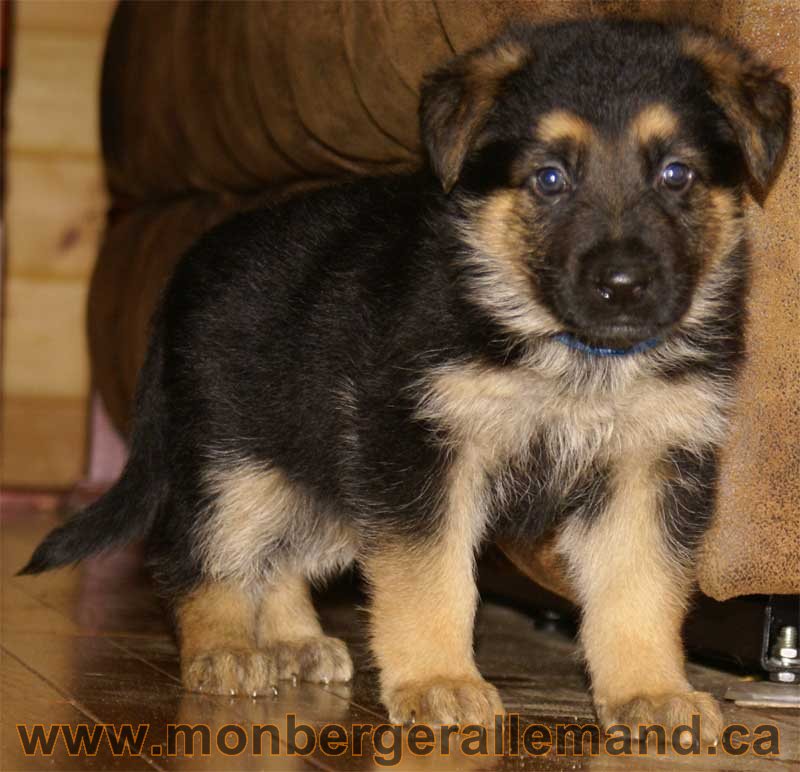 berger allemand puppies