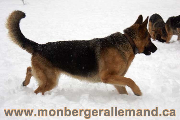 Kenya - Les chiens dans la neige - Nos Berger allemand - Quebec montreal gatineau ottawa german Shepherd