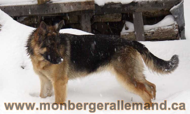 Roxy - Les chiens dans la neige - Nos Berger allemand - Quebec montreal gatineau ottawa german Shepherd