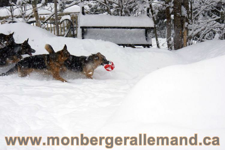 Nos Berger allemand - Mars 2011 Grosse tempete de neige