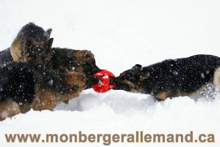 Nos Berger allemand - Mars 2011 Grosse tempete de neige