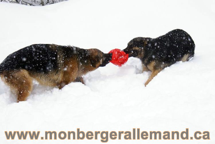 Nos Berger allemand - Mars 2011 Grosse tempete de neige