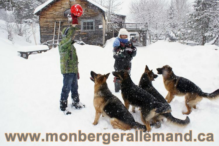 Nos Berger allemand - Mars 2011 Grosse tempete de neige