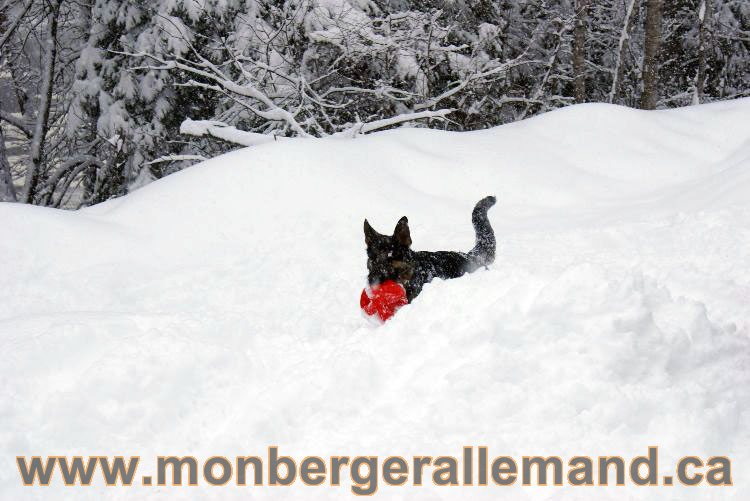 Nos Berger allemand - Mars 2011 Grosse tempete de neige