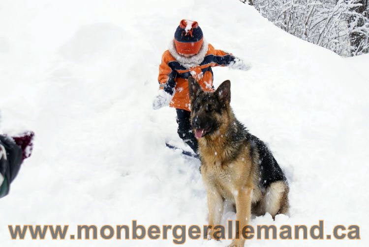 Nos Berger allemand - Mars 2011 Grosse tempete de neige