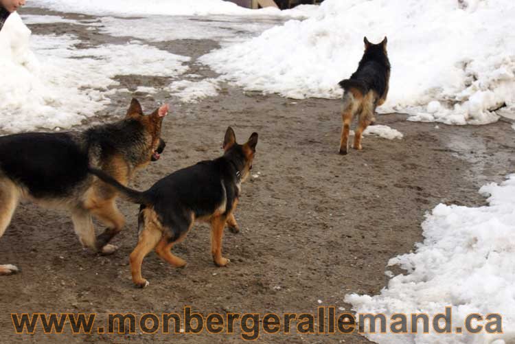 Chiots et chien berger allemand  - 15 mars 2011