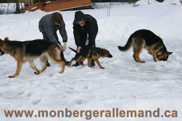 Chiots et chien berger allemand  - 15 mars 2011