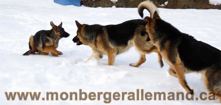 Chiots et chien berger allemand  - 15 mars 2011